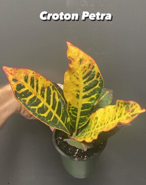  3.5" Croton Petra