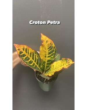  3.5" Croton Petra