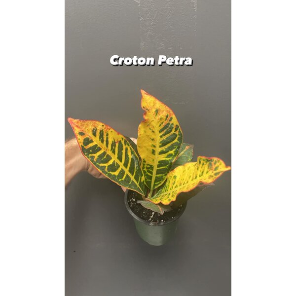 3.5" Croton Petra