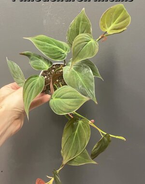  3.5" Philodendron Micans
