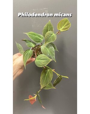  3.5" Philodendron Micans