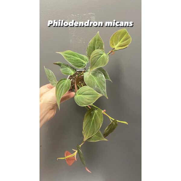 3.5" Philodendron Micans
