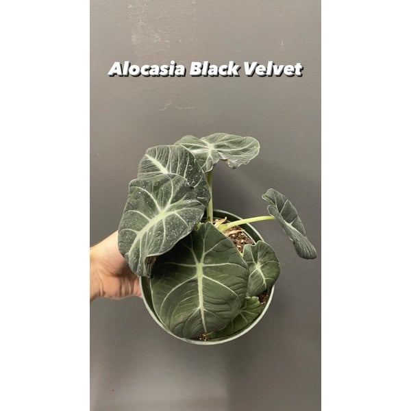 6" Alocasia Black Velvet