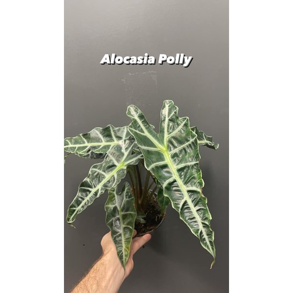 6" Alocasia Polly