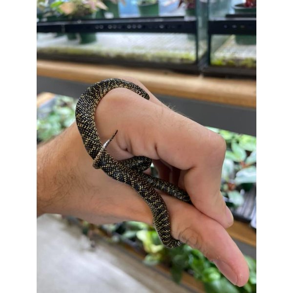 Acadia PA Speckled King Snake