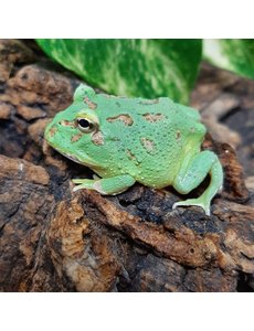  Peppermint Blue Pacman Frog