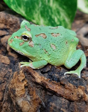 Peppermint Blue Pacman Frog
