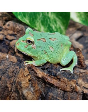  Peppermint Blue Pacman Frog