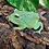 Peppermint Pacman Frog