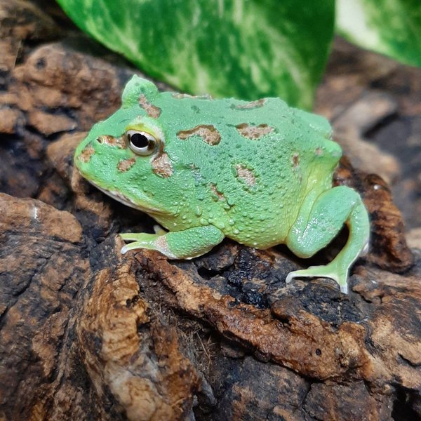 Peppermint Pacman Frog