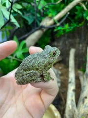 Small Frogs Garden Amphibians Important Indicators Stock Photo 2295531169