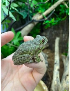  Barking Tree Frog