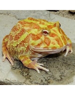  Adult Apricot Pacman Frog