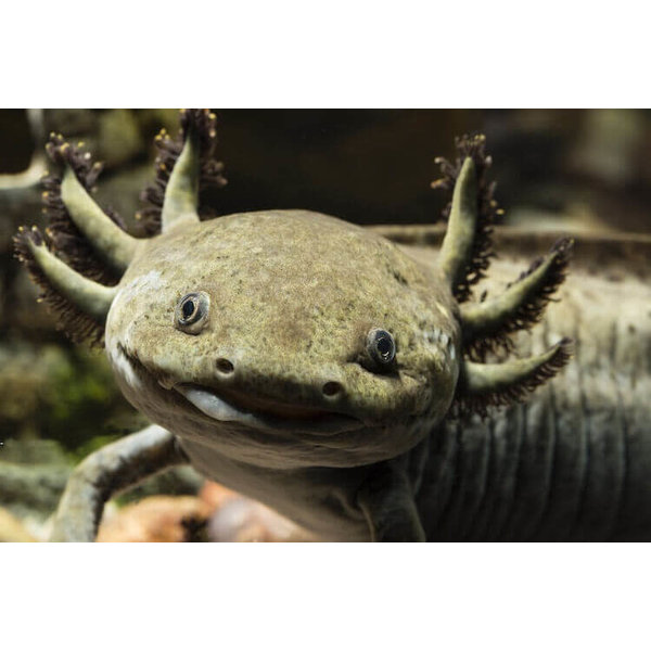 Wild Type Axolotl - LRG