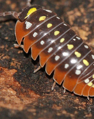 Pet Paradise Isopods - Armadillidium Klugii (Montenegro Clown) (10)