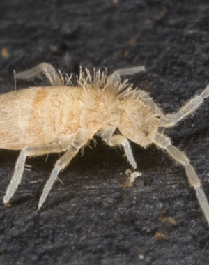  Big Bites - Pink Spring Tail Culture (Sinella curviseta)