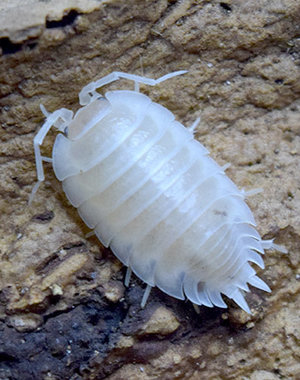 Big Bites Isopods - Porcellio Laevis (Smooth White) (12)