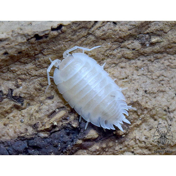Big Bites Isopods - Porcellio Laevis (Smooth White) (12)