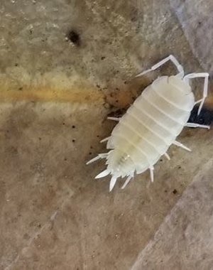 Big Bites isopods white out