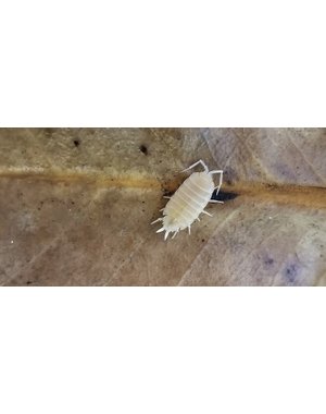 Big Bites isopods white out