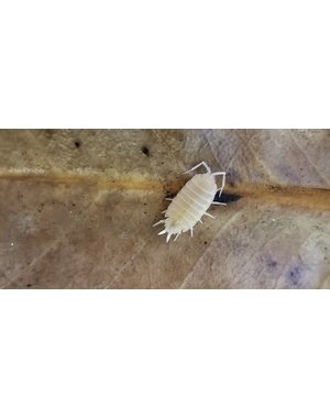 Big Bites White Out Isopods  (Porcellio Pruinosus) - 12 Count