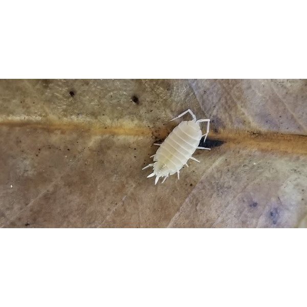 Big Bites White Out Isopods  (Porcellio Pruinosus) - 12 Count