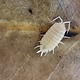 Big Bites Bug Bites Isopods - Porcellio Pruinosus (White Out) (12)