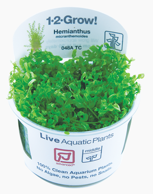 Tropica Tropica 1-2-Grow! Hemianthus micranthemoides