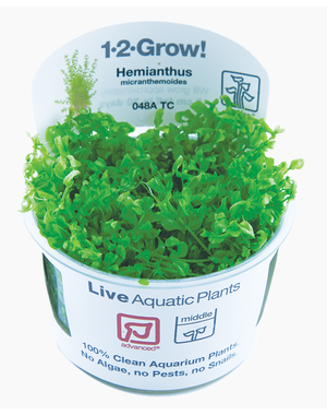 Tropica Tropica 1-2-Grow! Hemianthus micranthemoides