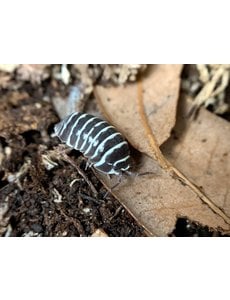 Pet Paradise Isopods - Armadillidium Maculatum (Zebra) (12)