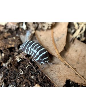 Pet Paradise Isopods - Armadillidium Maculatum (Zebra) (12)