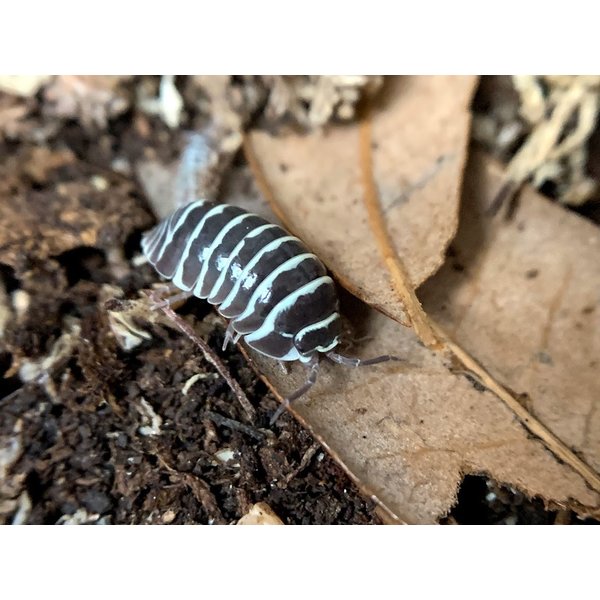 Pet Paradise Isopods - Armadillidium Maculatum (Zebra) (12)