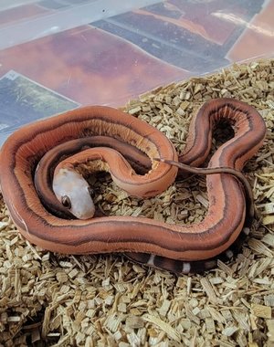  Striped Scaleless 66% Albino Hypo Lavender Corn Snake