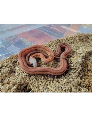  Striped Scaleless 66% Albino Hypo Lavender Corn Snake