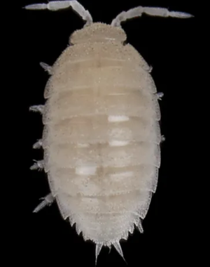 Pet Paradise Isopods - Dwarf White Culture (25+)
