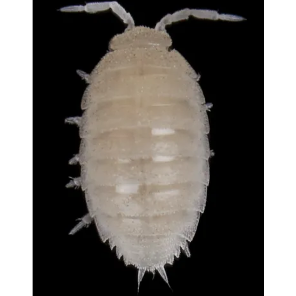 Pet Paradise Isopods - Dwarf White Culture (25+)