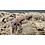 Patternless African Fat Tail Gecko