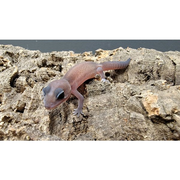Patternless African Fat Tail Gecko