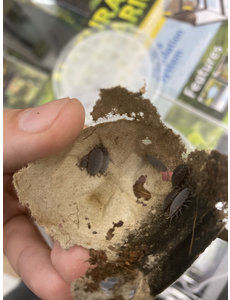 Pet Paradise Isopods - Porcellionides Pruinosus (Powder Blue)