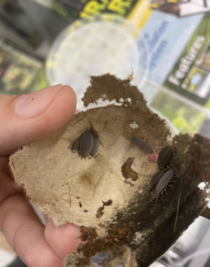 Pet Paradise Isopods - Porcellionides Pruinosus (Powder Blue)