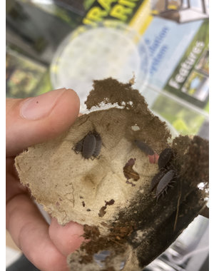 Pet Paradise Isopods - Porcellionides Pruinosus (Powder Blue)