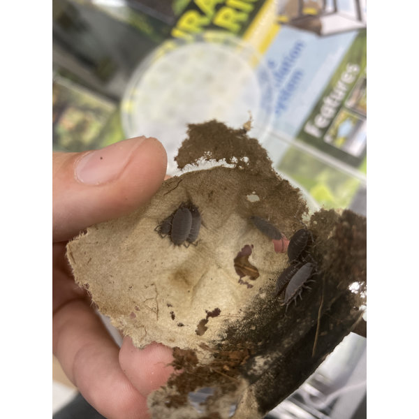 Pet Paradise Isopods - Porcellionides Pruinosus (Powder Blue)