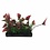 Penn-Plax Penn Plax Medium Green-Purple Bunch Plant