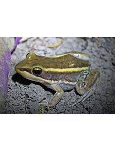  WC Galam White Lipped Frog (Amnirana galamensis)