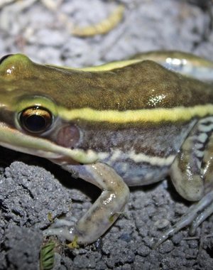 WC Galam White Lipped Frog (Amnirana galamensis)