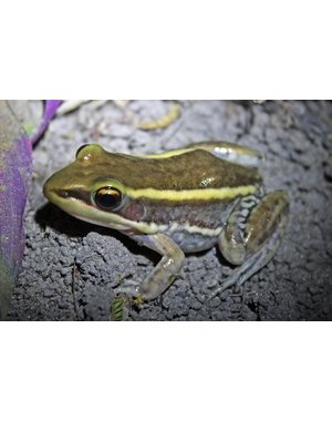  WC Galam White Lipped Frog (Amnirana galamensis)