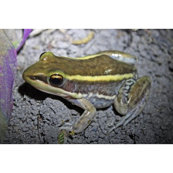 WC Galam White Lipped Frog (Amnirana galamensis)