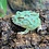 Blue Samurai Pacman Frog