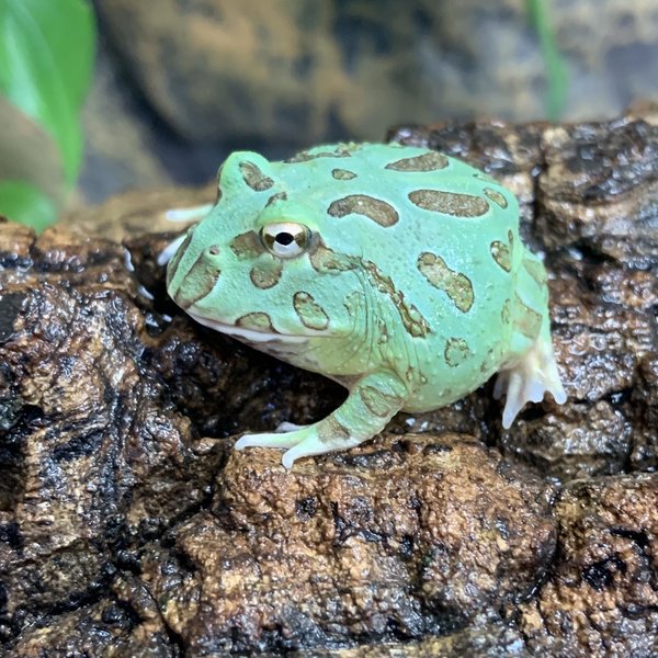 Blue Samurai Pacman Frog
