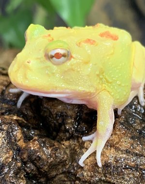  Pikachu Pacman Frog